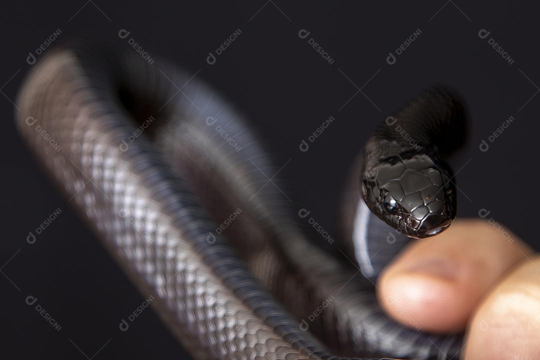 Cobra real negra mexicana Lampropeltis getula nigrita Imagem JPG
