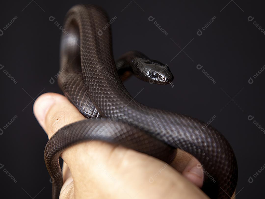 Cobra real negra mexicana Lampropeltis getula nigrita Imagem JPG