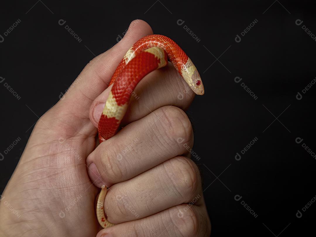 Lampropeltis triangulum comumente conhecido como a cobra do leite Imagem JPG