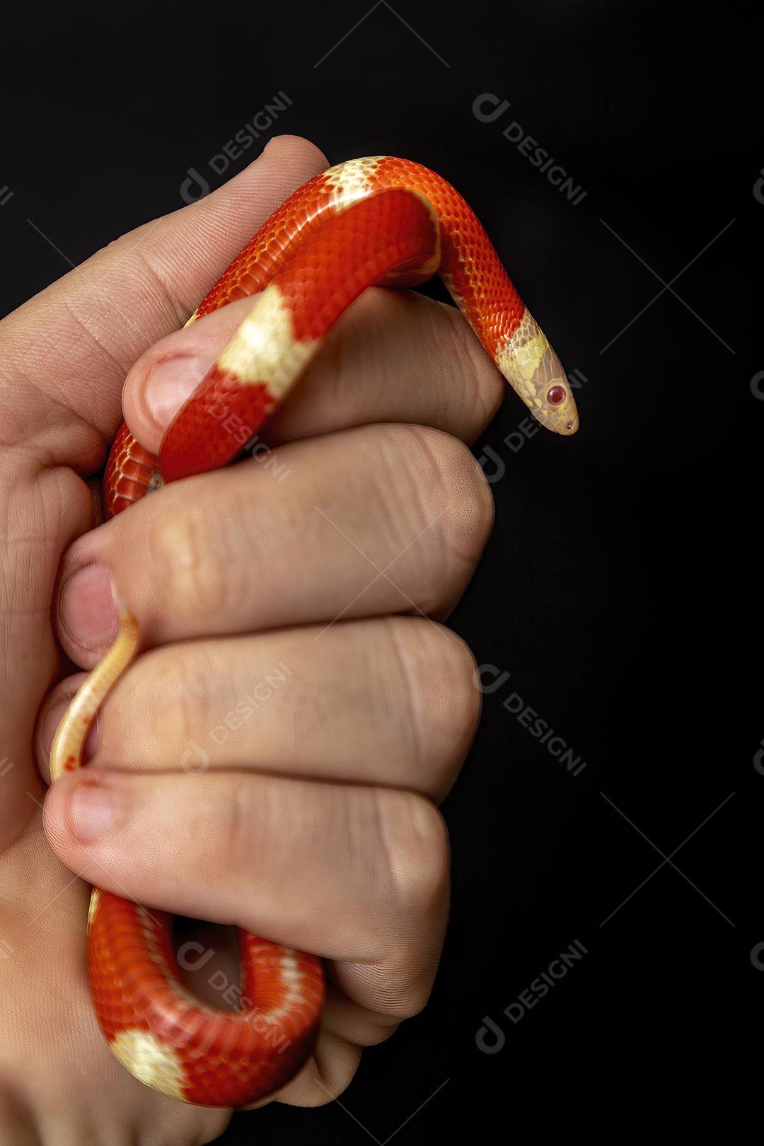 Lampropeltis triangulum comumente conhecido como a cobra do leite Imagem JPG