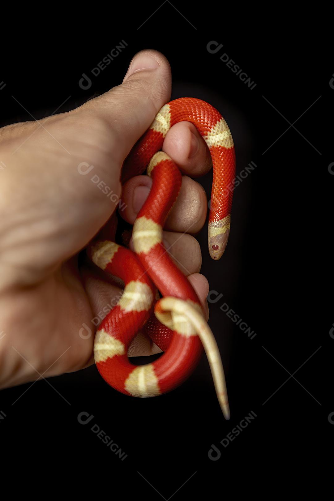 Lampropeltis triangulum comumente conhecido como a cobra do leite Imagem JPG