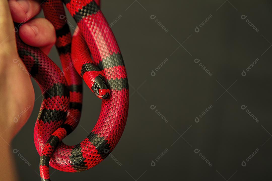 Lampropeltis triangulum, vulgarmente conhecido como a cobra Imagem JPG