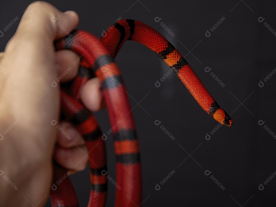 Lampropeltis triangulum comumente conhecido como a cobra do leite Imagem JPG
