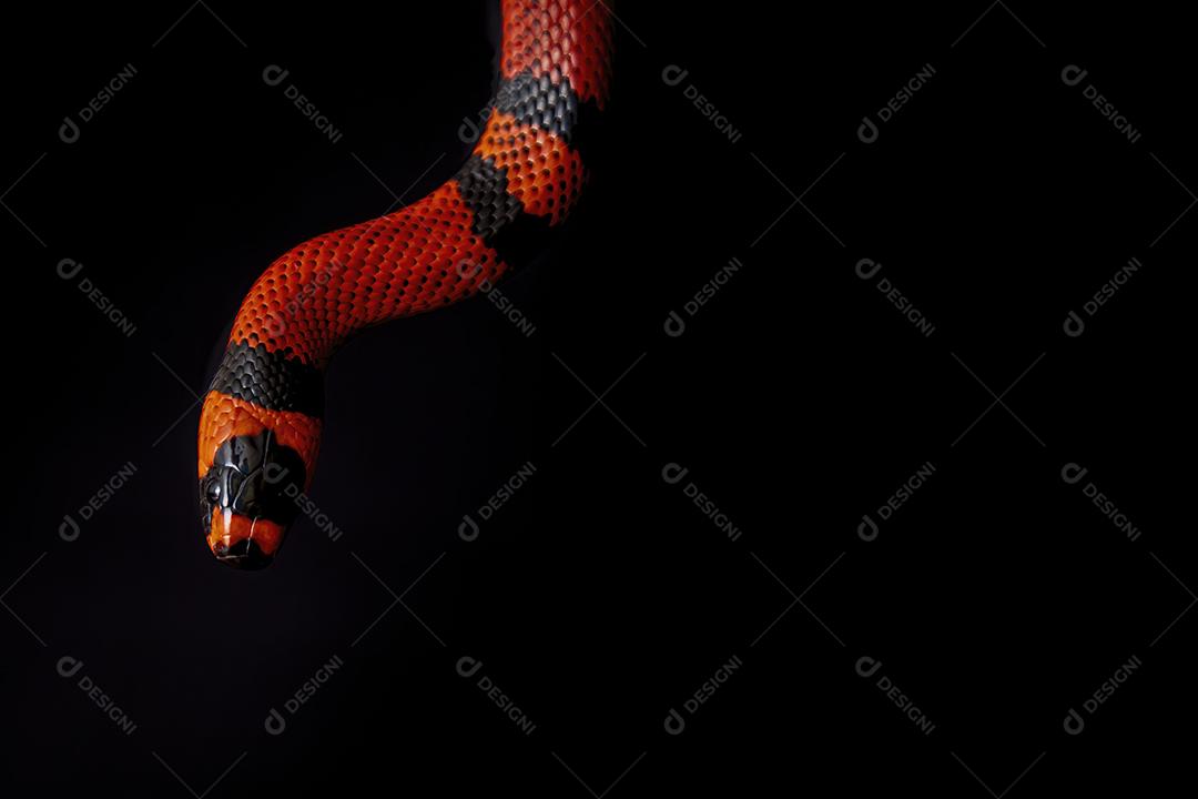 Lampropeltis triangulum comumente conhecido como a cobra do leite Imagem JPG