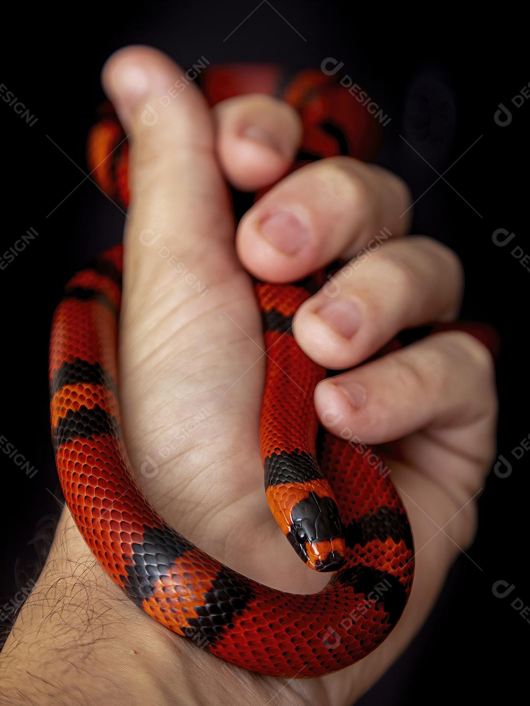 Lampropeltis triangulum comumente conhecido como a cobra do leite Imagem JPG