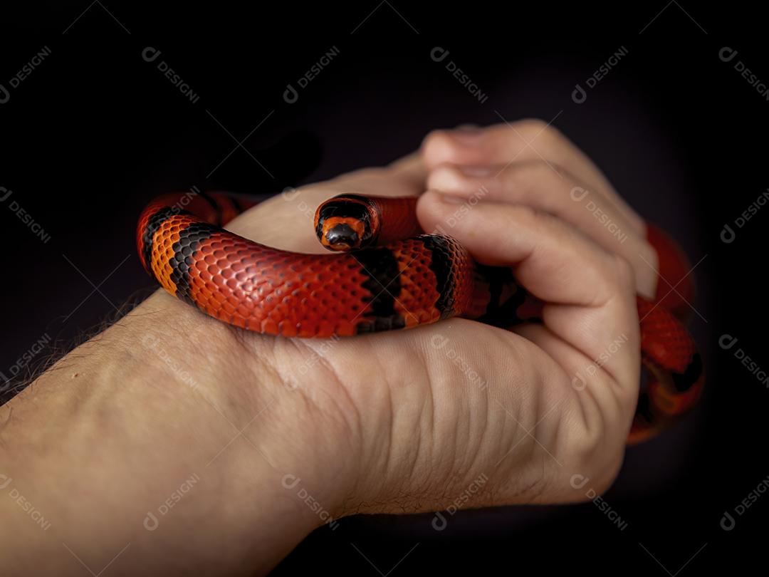 Lampropeltis triangulum comumente conhecido como a cobra do leite Imagem JPG