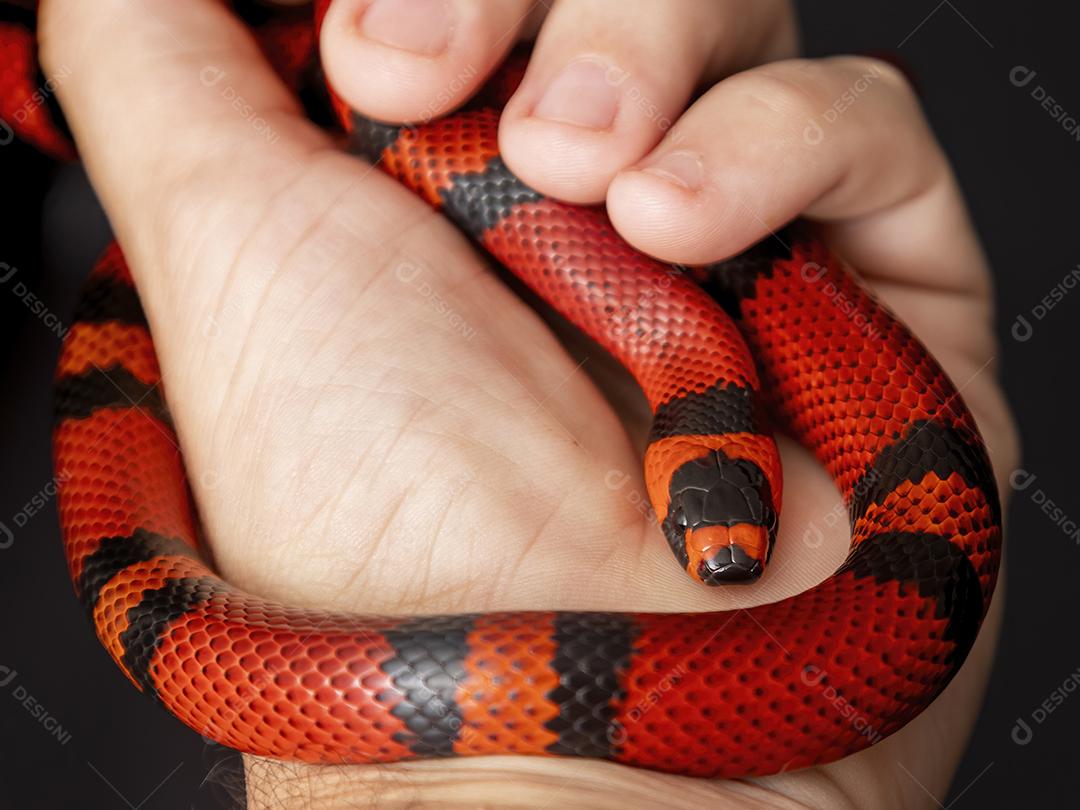 Lampropeltis triangulum comumente conhecido como a cobra do leite Imagem JPG