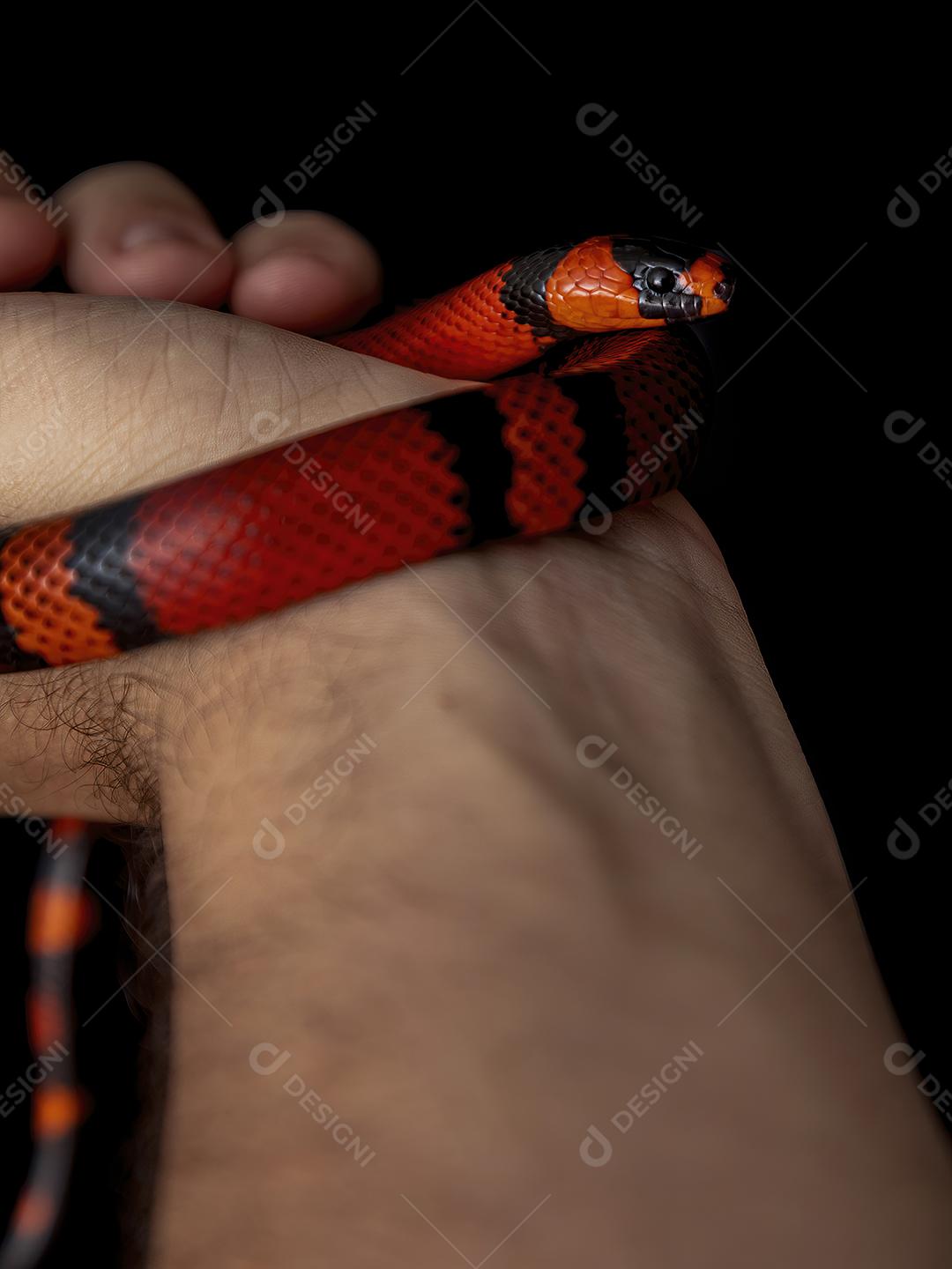 Lampropeltis triangulum comumente conhecido como a cobra do leite Imagem JPG