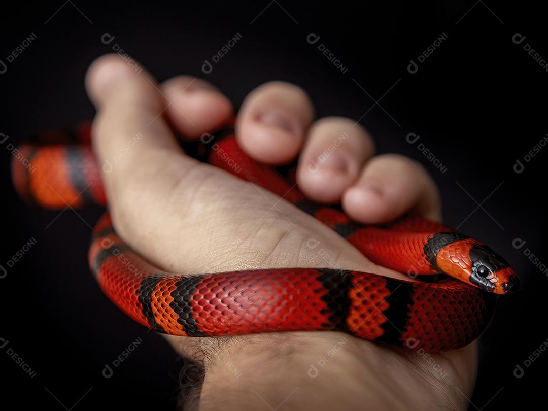 Lampropeltis triangulum comumente conhecido como a cobra do leite Imagem JPG