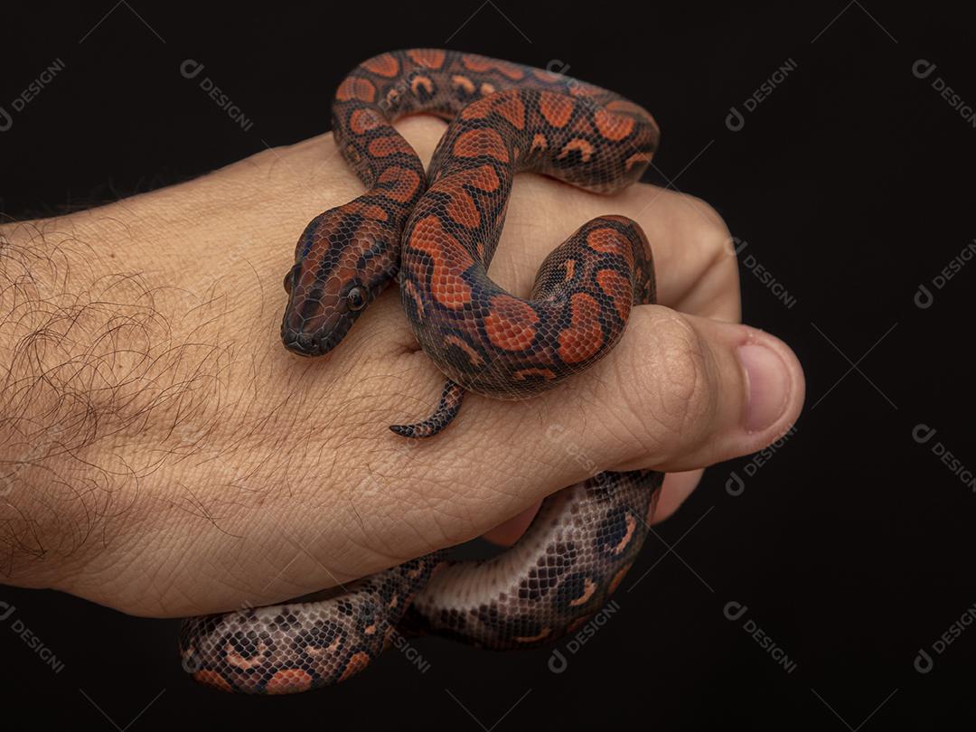 Epicrates cenchria é uma espécie de jibóia endêmica  Na Mão De Pessoa Imagem JPG