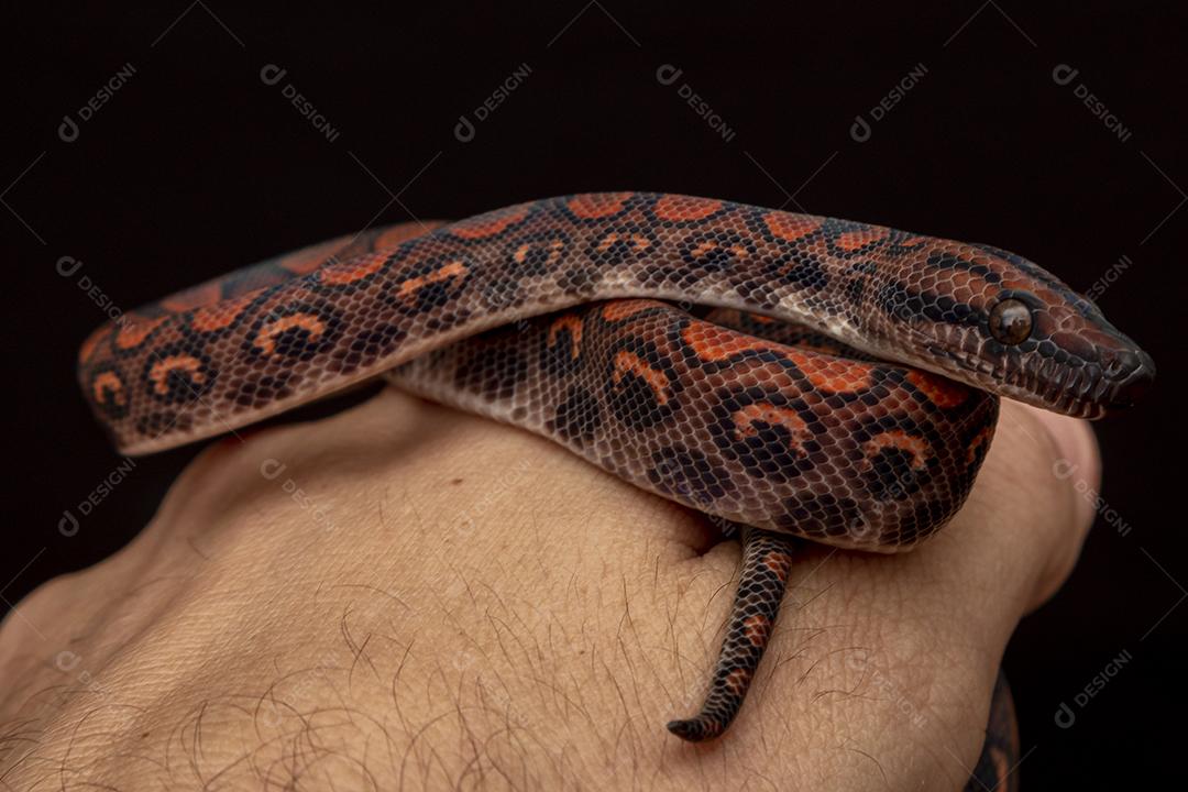 Epicrates cenchria é uma espécie de jibóia endêmica  Na Mão De Pessoa Imagem JPG