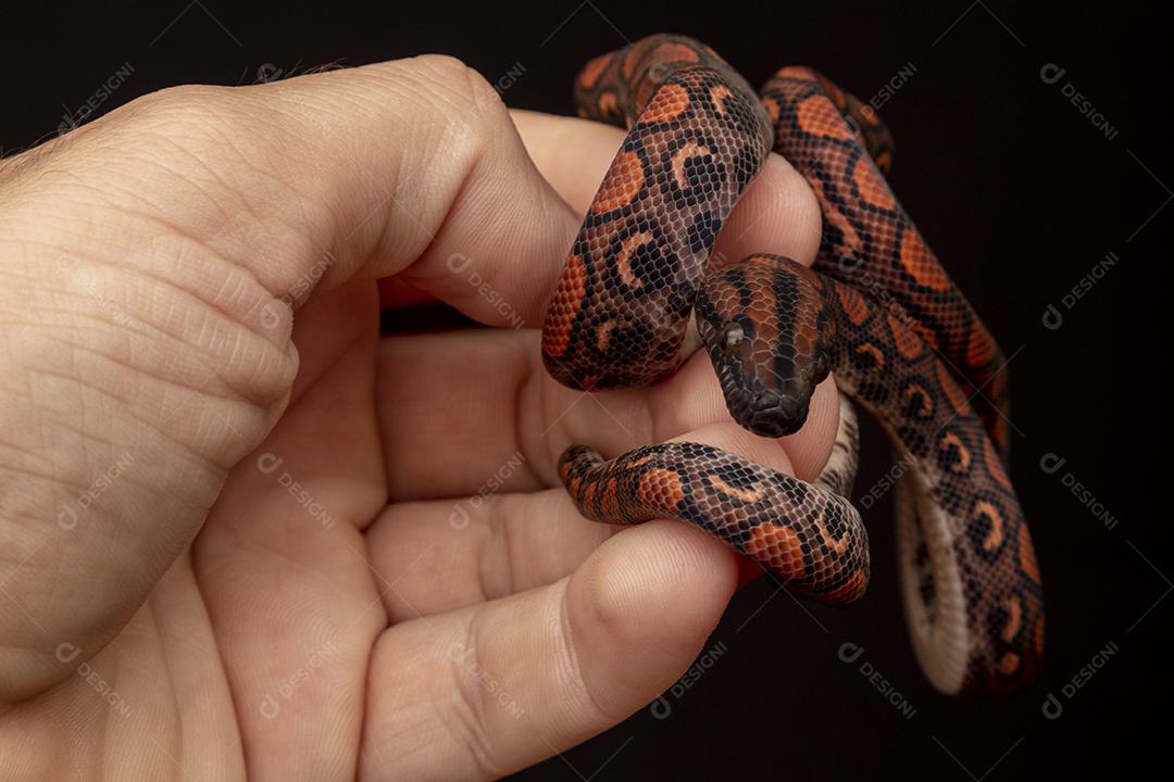 Epicrates cenchria é uma espécie de jibóia endêmica  Na Mão De Pessoa Imagem JPG