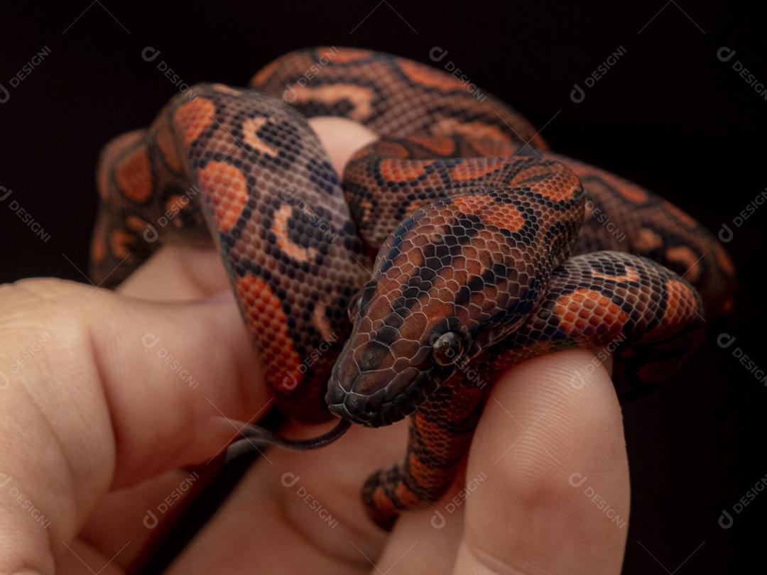 Epicrates cenchria é uma espécie de jibóia endêmica  Na Mão De Pessoa Imagem JPG