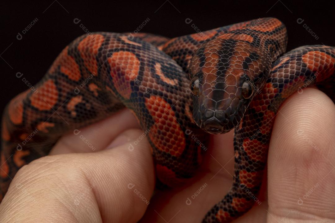 Epicrates cenchria é uma espécie de jibóia endêmica  Na Mão De Pessoa Imagem JPG