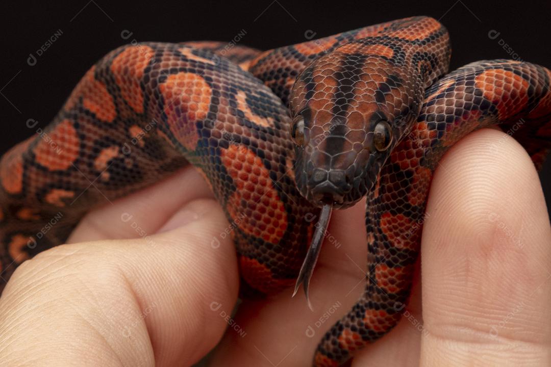 Epicrates cenchria é uma espécie de jibóia endêmica  Na Mão De Pessoa Imagem JPG