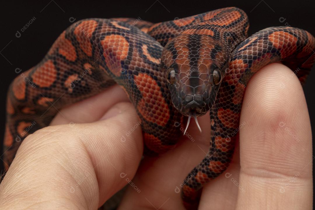 Epicrates cenchria é uma espécie de jibóia endêmica  Na Mão De Pessoa Imagem JPG