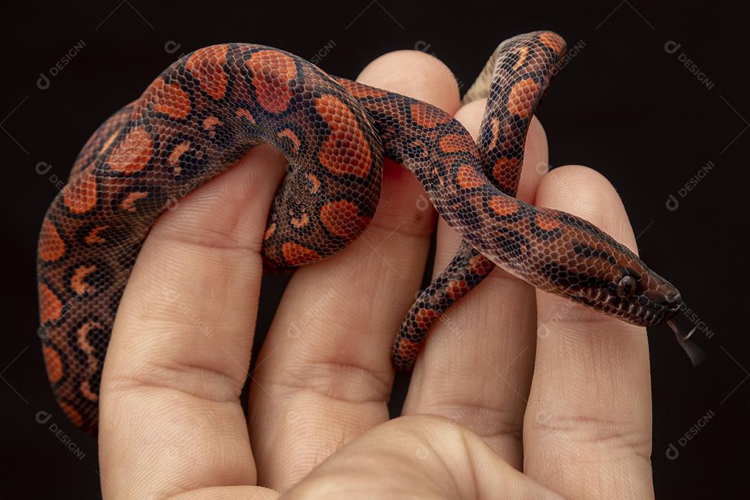 Epicrates cenchria é uma espécie de jibóia endêmica Imagem JPG