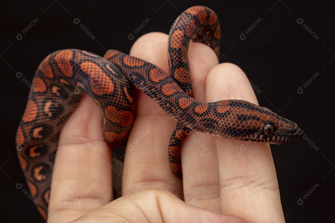 Epicrates cenchria é uma espécie de jibóia endêmica Imagem JPG