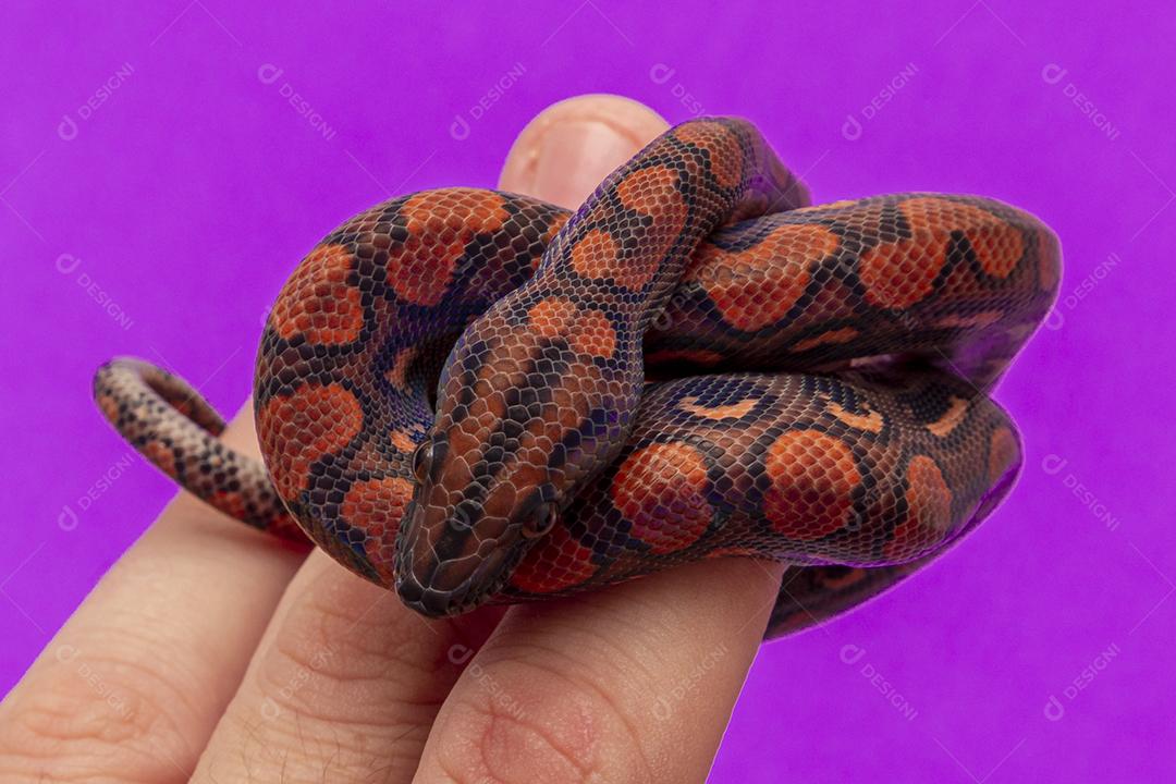 Epicrates cenchria é uma espécie de jibóia endêmica Imagem JPG