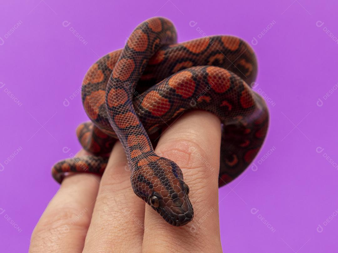 Epicrates cenchria é uma espécie de jibóia endêmica Imagem JPG