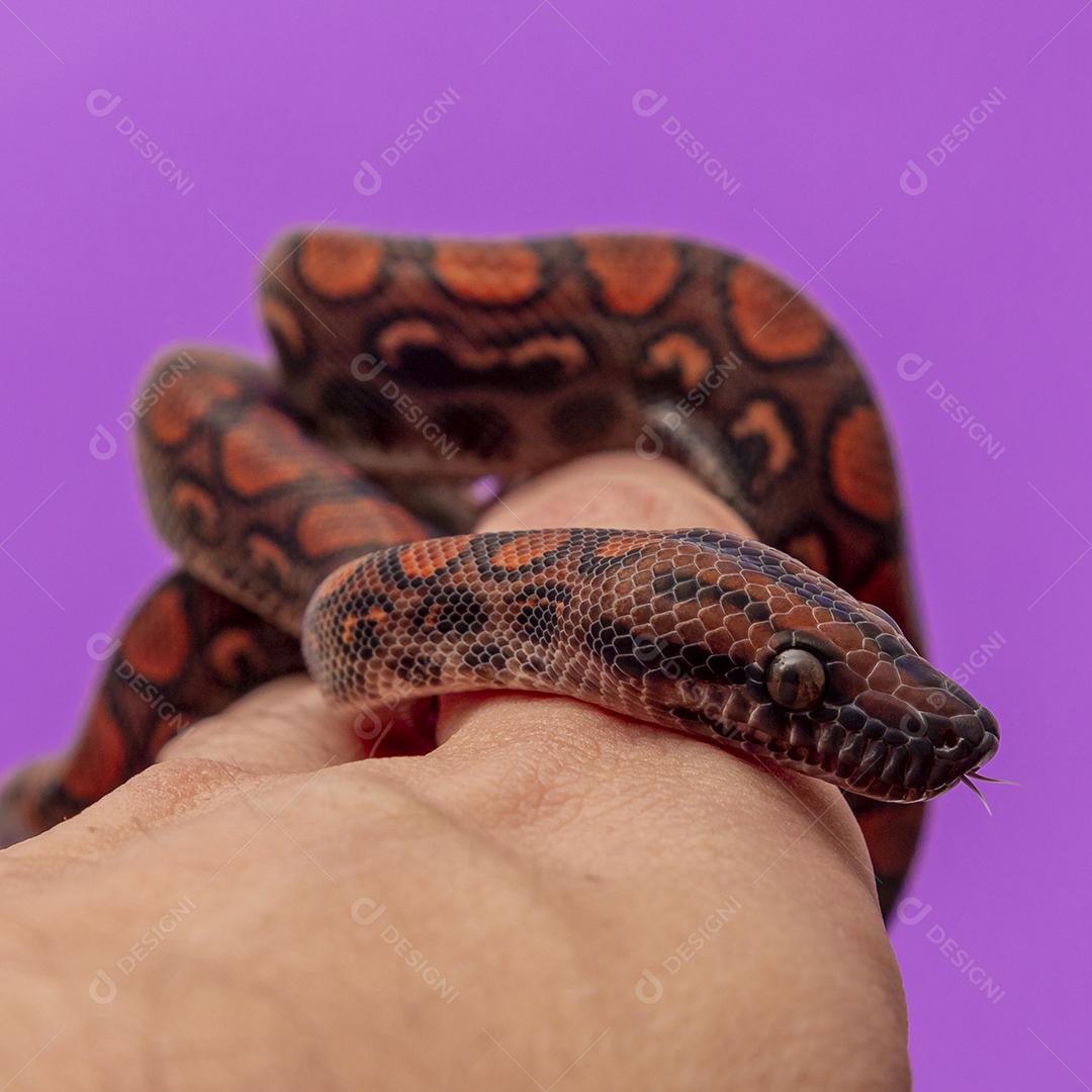 Epicrates cenchria é uma espécie de jibóia endêmica Imagem JPG