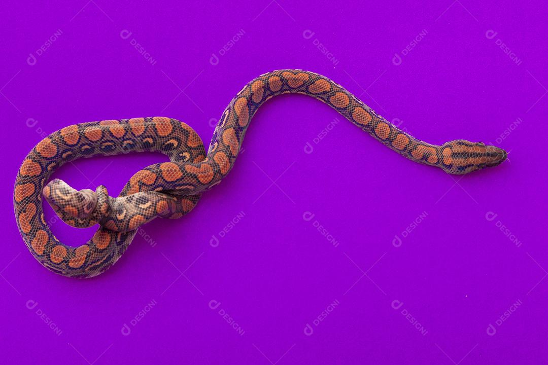 Epicrates cenchria é uma espécie de jibóia endêmica Imagem JPG