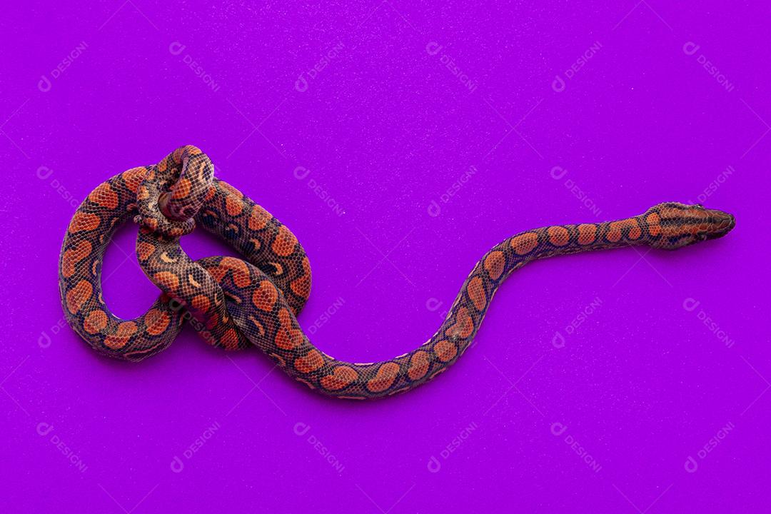 Epicrates cenchria é uma espécie de jibóia endêmica Imagem JPG