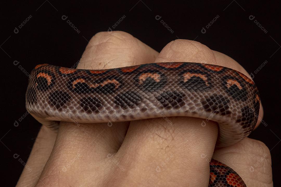 Epicrates cenchria é uma espécie de jibóia endêmica Imagem JPG