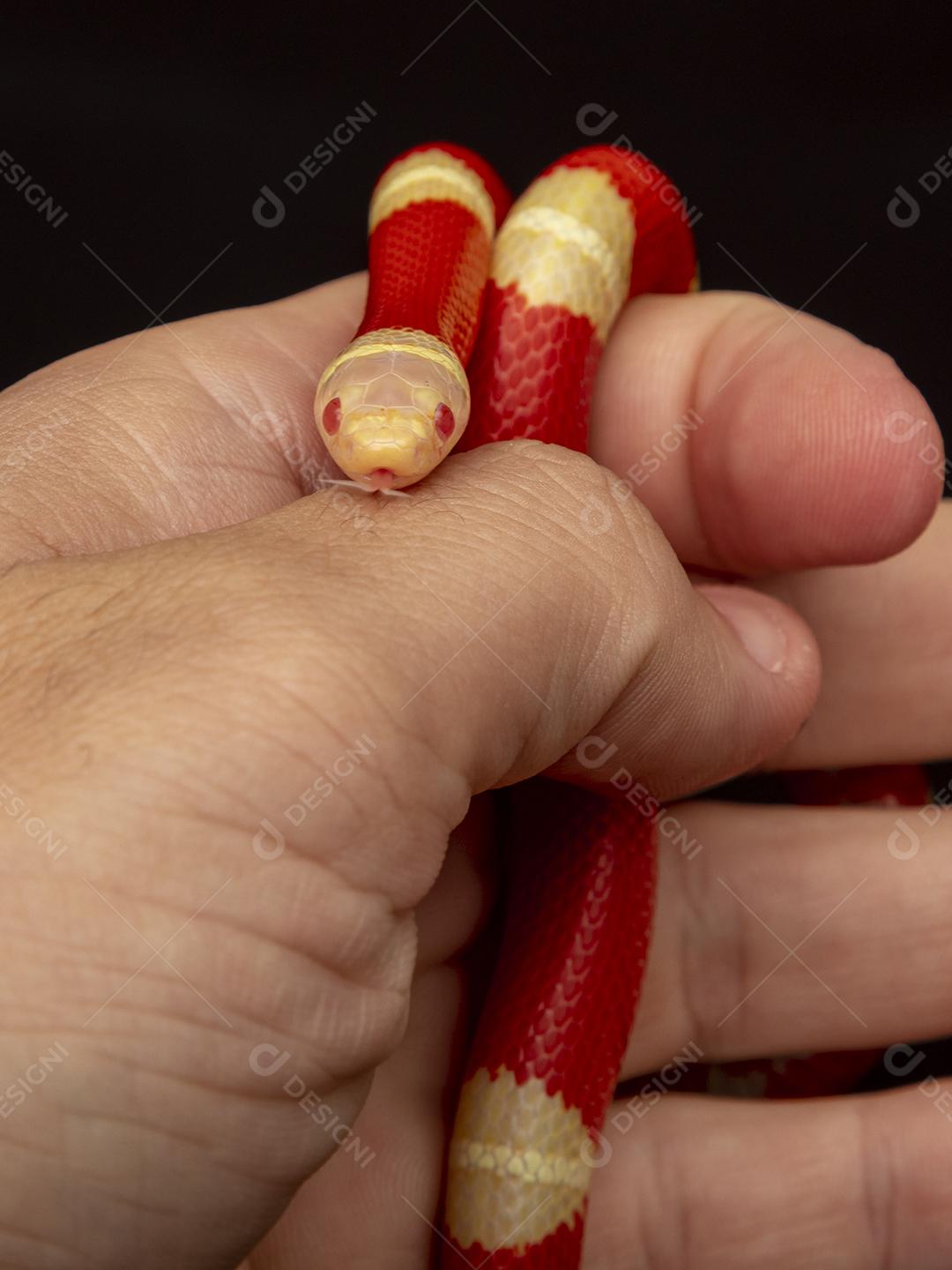 Lampropeltis triangulum comumente conhecido como a cobra do leite Imagem JPG