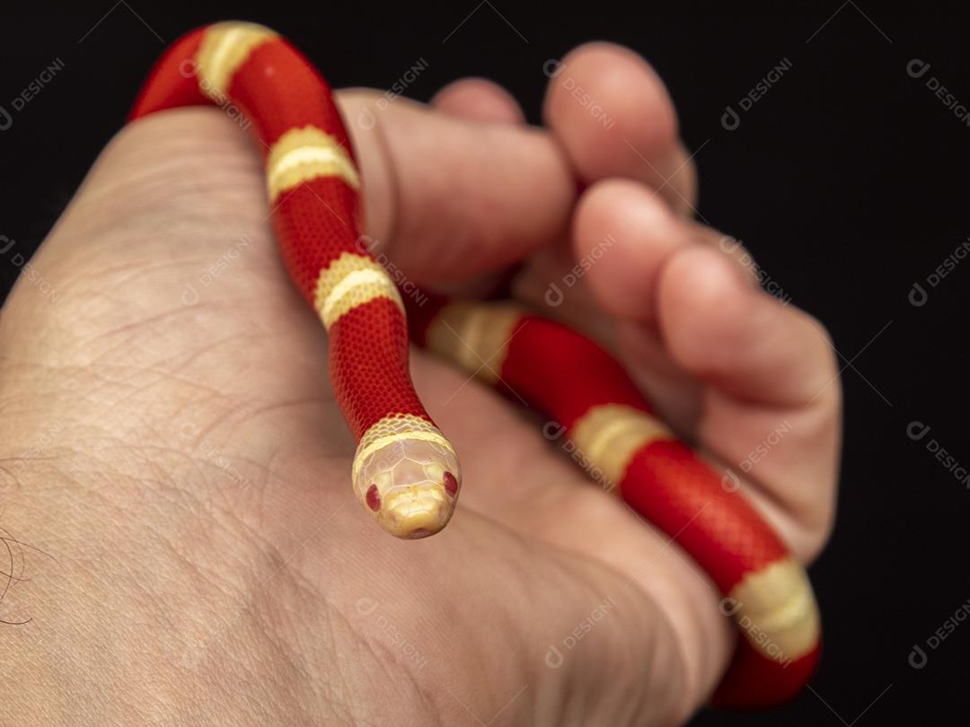 Lampropeltis triangulum comumente conhecido como a cobra do leite Imagem JPG