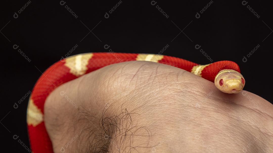 Lampropeltis triangulum comumente conhecido como a cobra do leite Imagem JPG