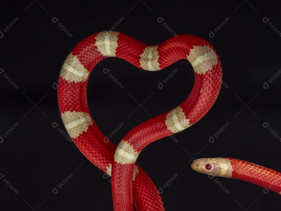 Lampropeltis triangulum comumente conhecido como a cobra do leite Imagem JPG