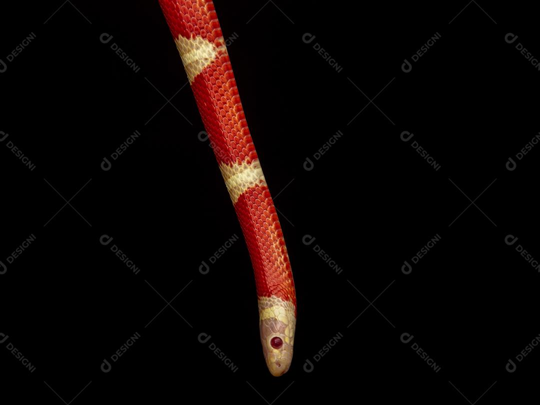 Lampropeltis triangulum comumente conhecido como a cobra do leite Imagem JPG