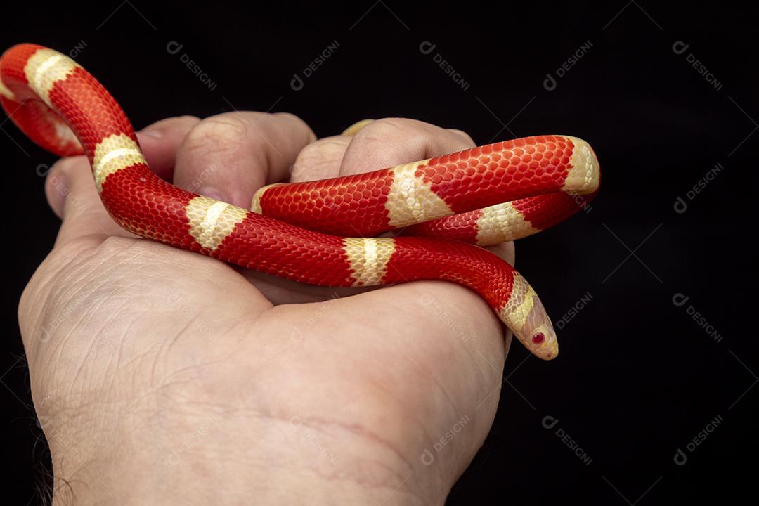 Lampropeltis triangulum comumente conhecido como a cobra do leite Imagem JPG