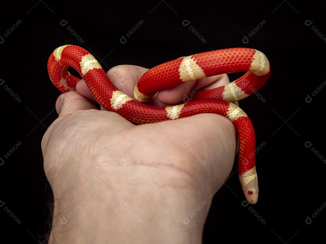 Lampropeltis triangulum comumente conhecido como a cobra do leite Imagem JPG