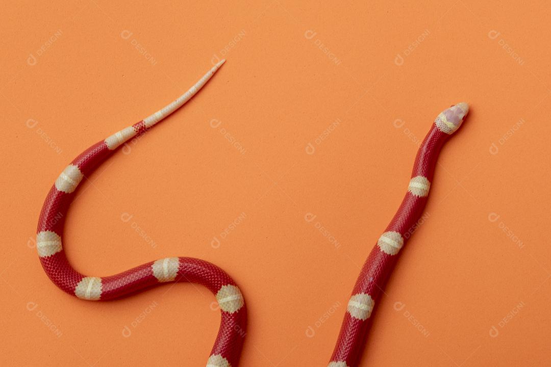 Lampropeltis triangulum comumente conhecido como a cobra do leite Imagem JPG