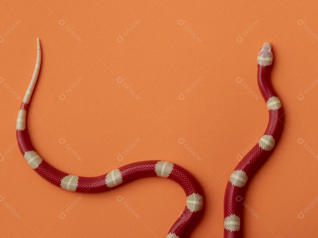 Lampropeltis triangulum comumente conhecido como a cobra do leite Imagem JPG