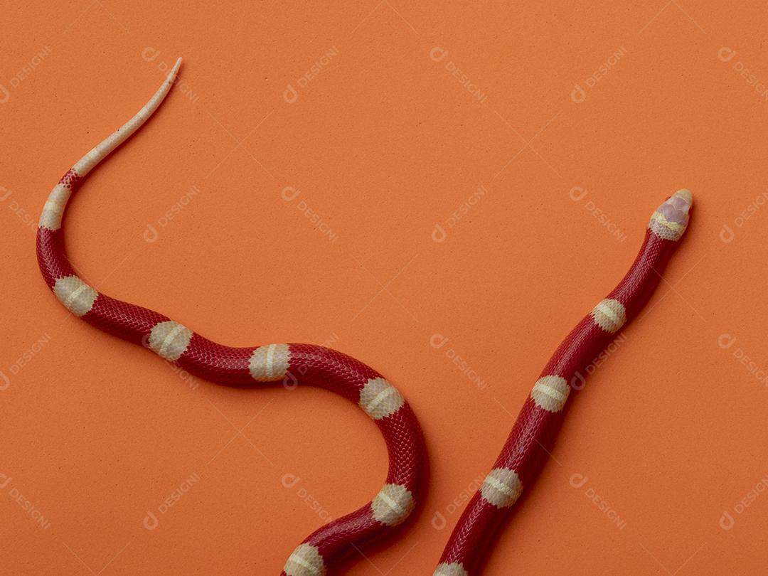 Lampropeltis triangulum comumente conhecido como a cobra do leite Imagem JPG