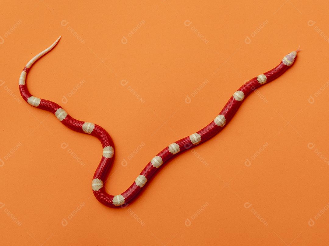 Lampropeltis triangulum comumente conhecido como a cobra do leite Imagem JPG