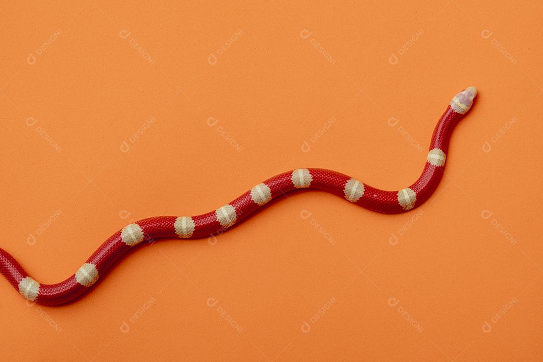 Lampropeltis triangulum comumente conhecido como a cobra do leite Imagem JPG