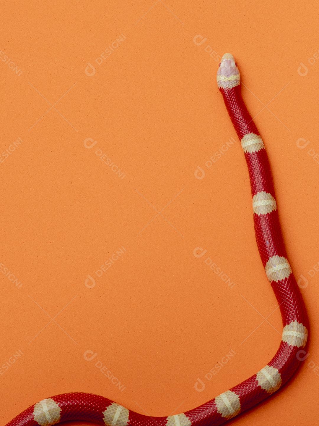 Lampropeltis triangulum comumente conhecido como a cobra do leite Imagem JPG