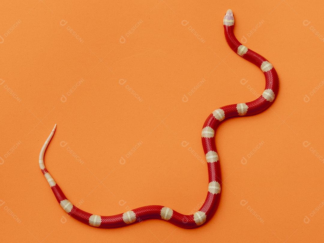 Lampropeltis triangulum comumente conhecido como a cobra do leite Imagem JPG