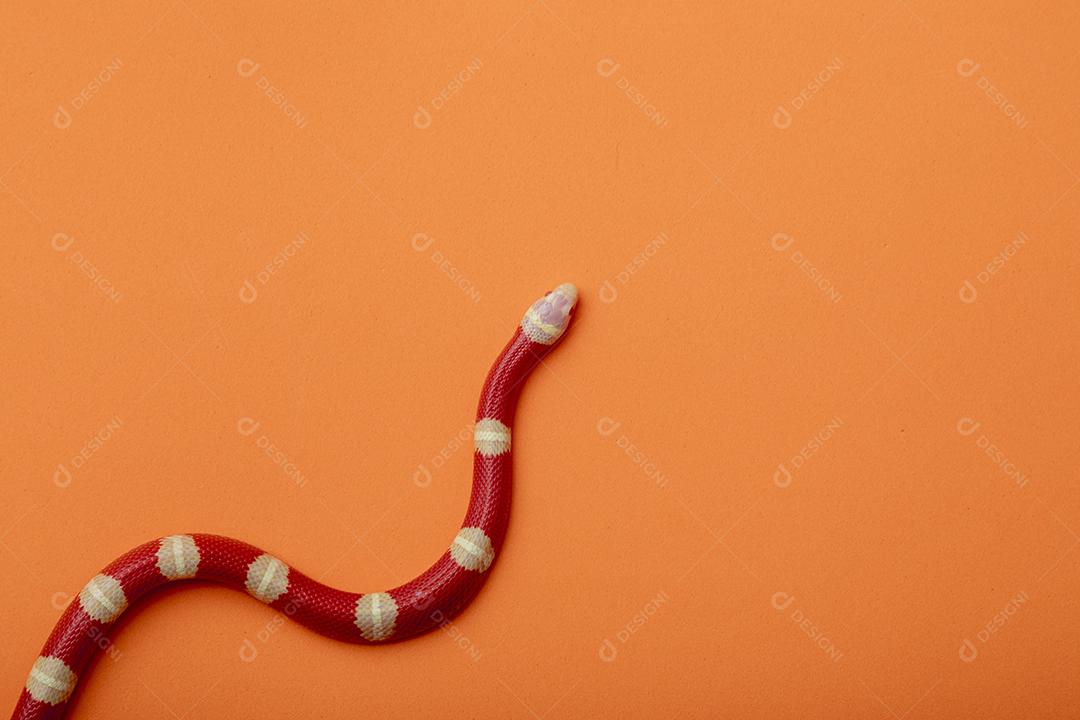 Lampropeltis triangulum comumente conhecido como a cobra do leite Imagem JPG