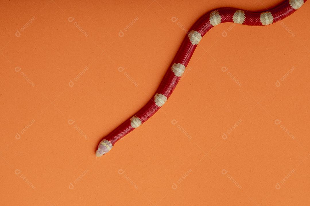 Lampropeltis triangulum comumente conhecido como a cobra do leite Imagem JPG