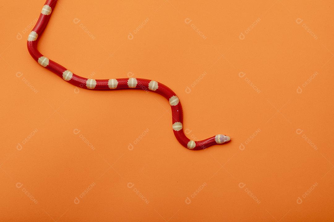 Lampropeltis triangulum comumente conhecido como a cobra do leite Imagem JPG