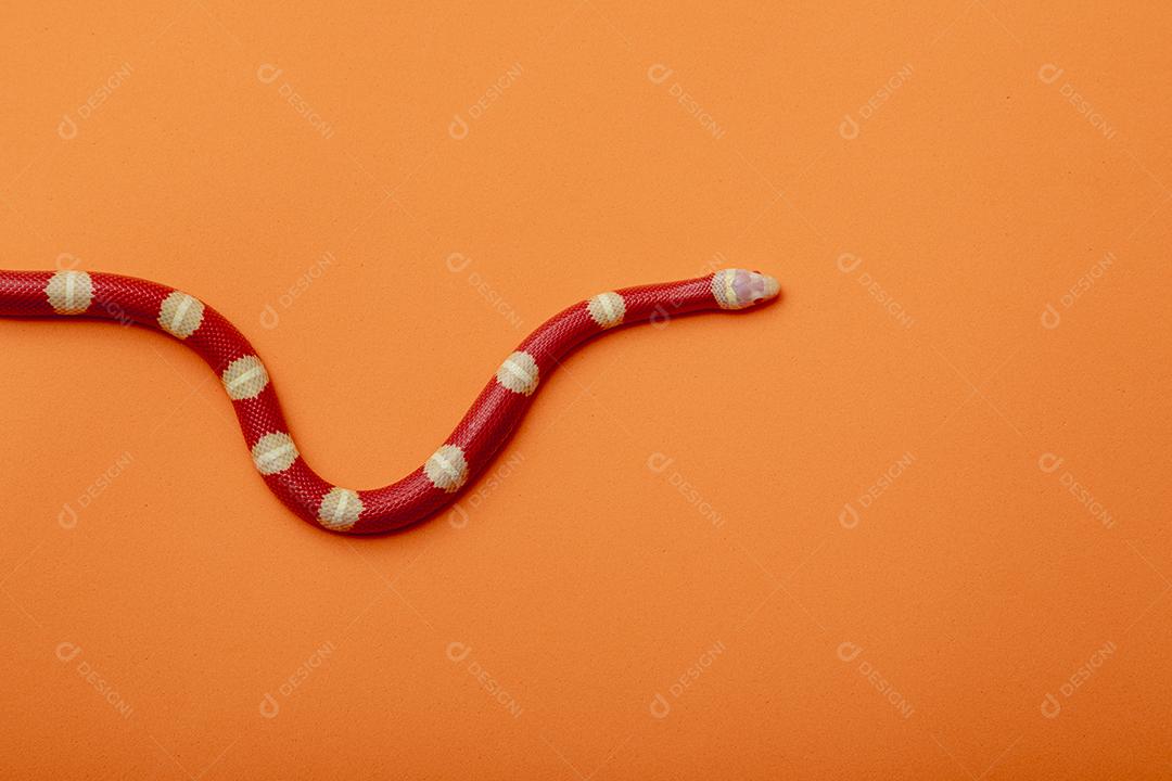 Lampropeltis triangulum comumente conhecido como a cobra do leite Imagem JPG