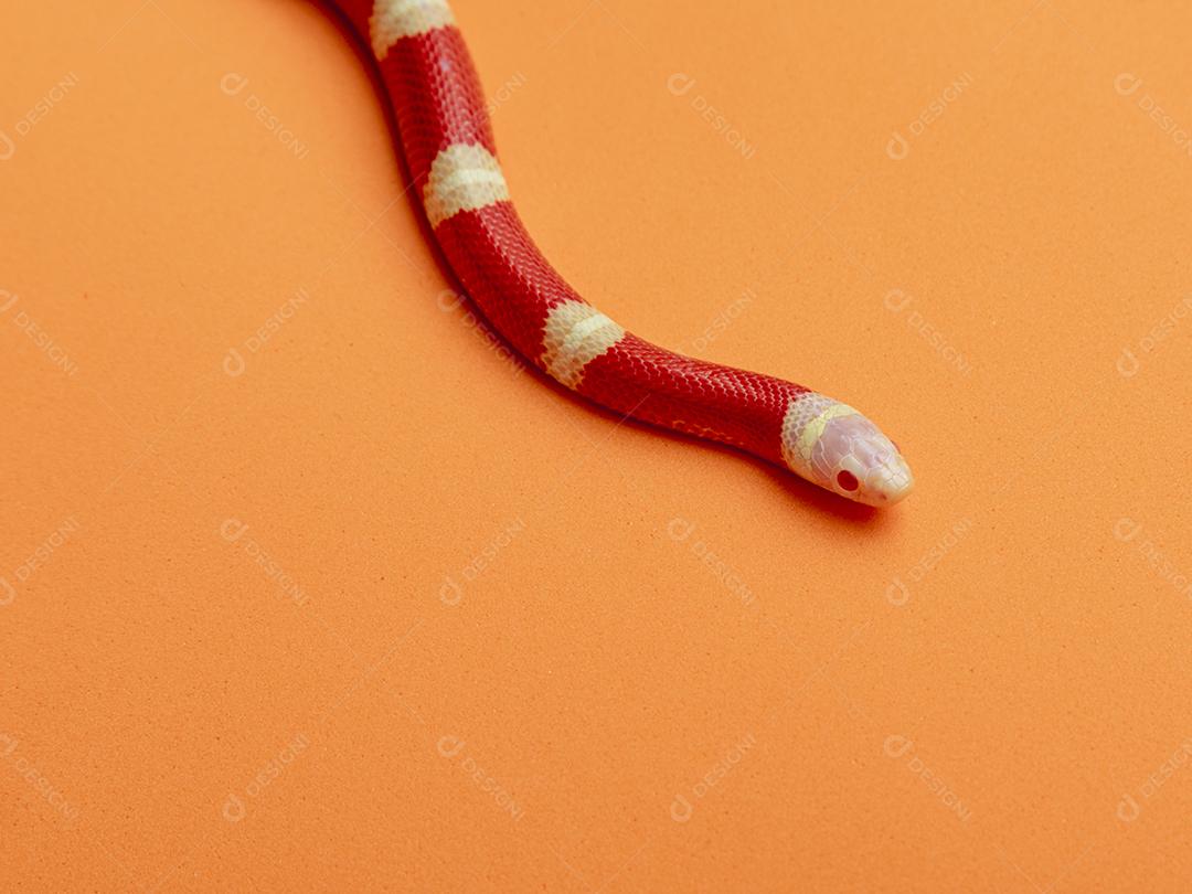 Lampropeltis triangulum comumente conhecido como a cobra do leite Imagem JPG