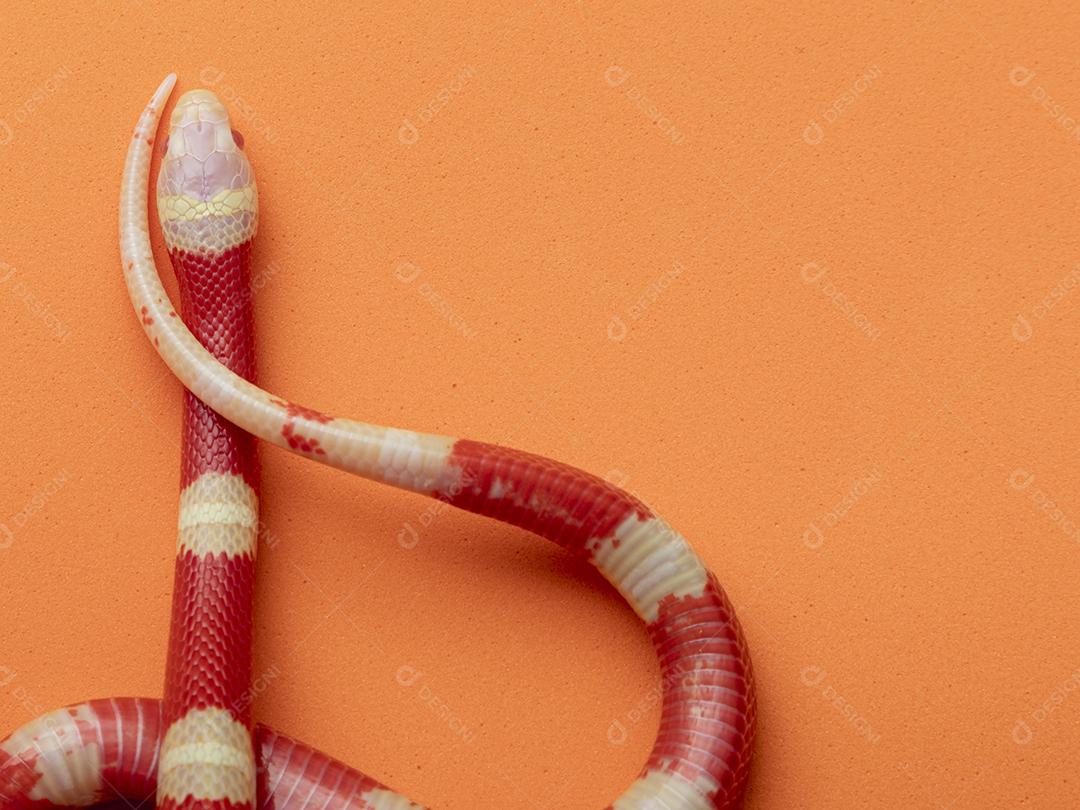Lampropeltis triangulum comumente conhecido como a cobra do leite Imagem JPG