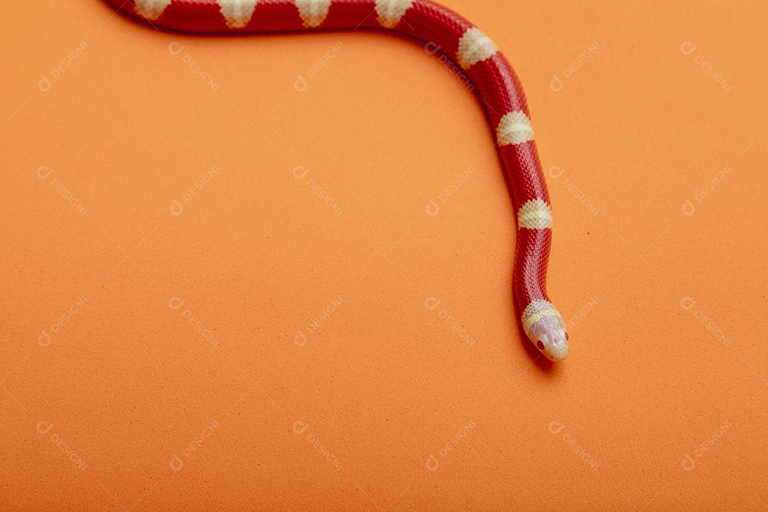 Lampropeltis triangulum comumente conhecido como a cobra do leite Imagem JPG