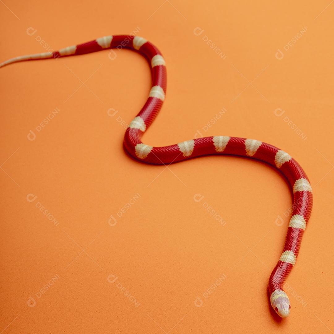 Lampropeltis triangulum comumente conhecido como a cobra do leite Imagem JPG